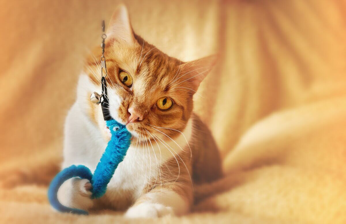orange tabby cat on white textile biting a DIY cat toy