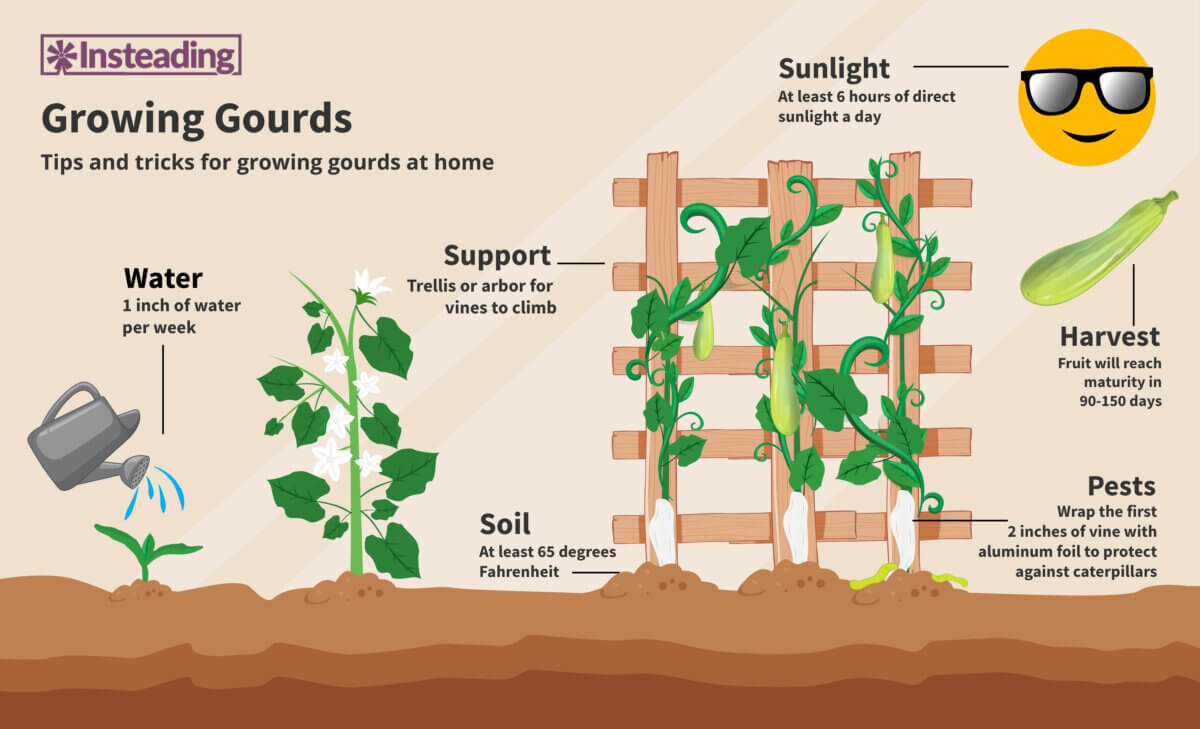 葫芦增长图表显示了不同的步骤需要种植和收获葫芦
