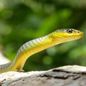 绿色和黄色的蛇的特写照片