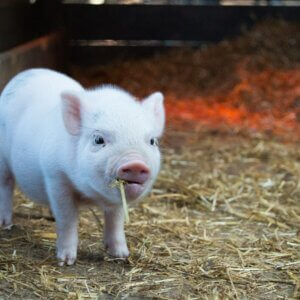 白色的小猪吃干草