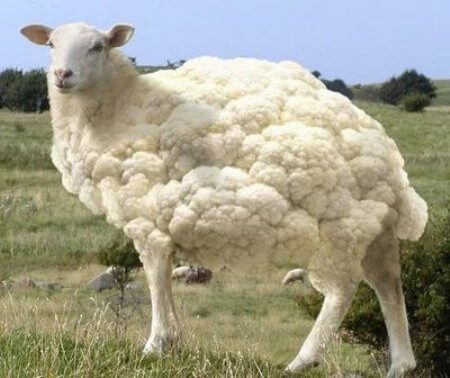 gmo-sheep