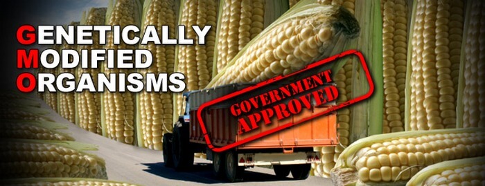 gmo-government-approved-giant-corn