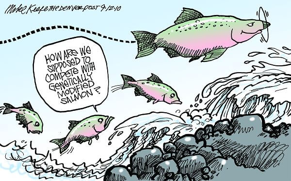 转基因鲑鱼