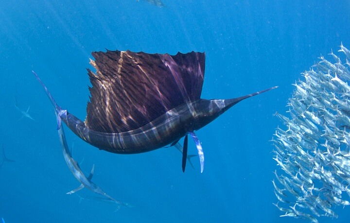 sailfish-adult