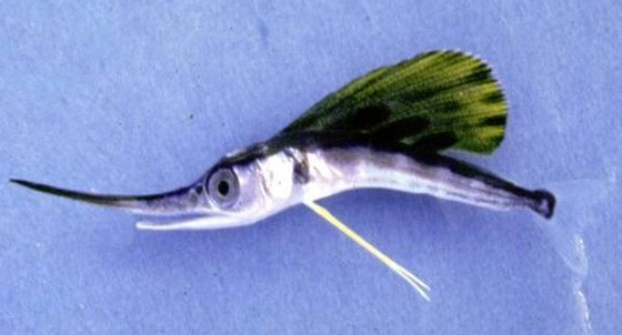 sailfish-larvae
