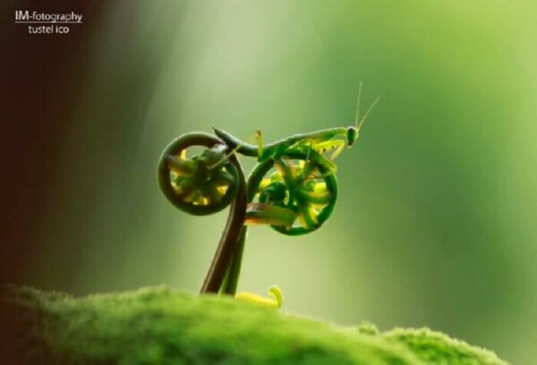 螳螂的自行车